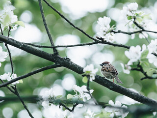 中国人早餐吃什么？